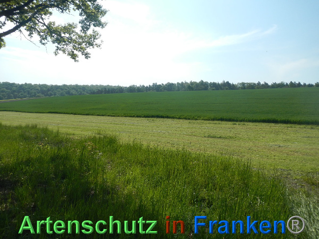 Bild zum Eintrag (1006956-160)