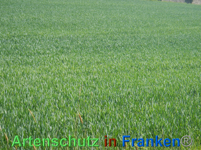 © Artenschutz in Franken® Bild zum Eintrag (1006970-160)