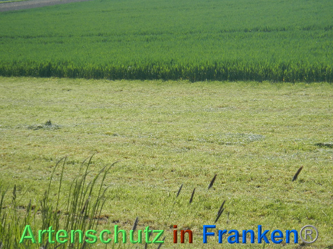 © Artenschutz in Franken® Bild zum Eintrag (1006972-160)
