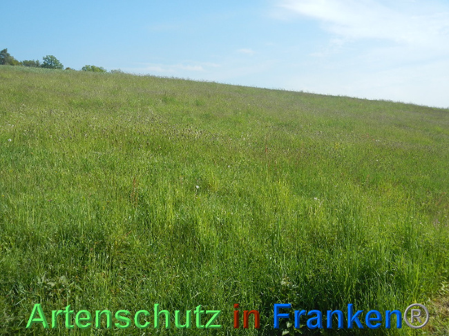 Bild zum Eintrag (1006977-160)