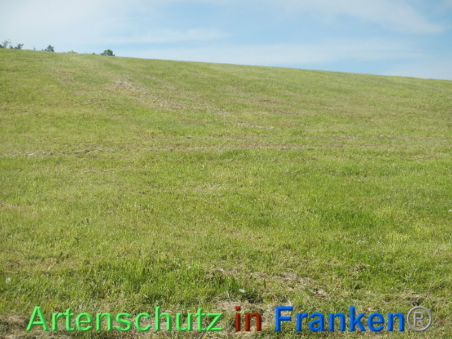 Bild zum Eintrag (1006979-160)