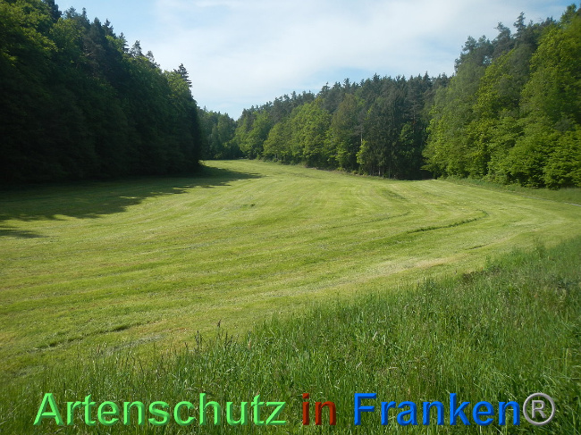 © Artenschutz in Franken® Bild zum Eintrag (1006987-160)