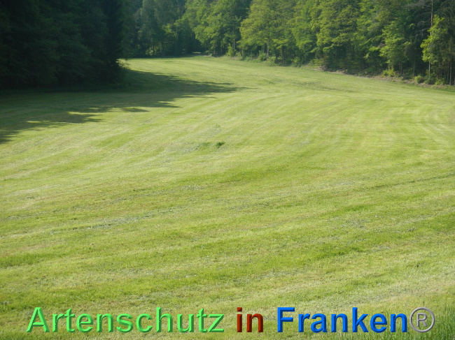 © Artenschutz in Franken® Bild zum Eintrag (1006988-160)