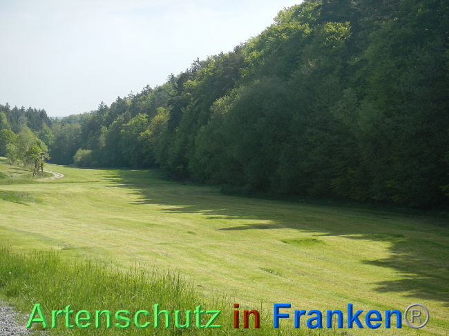 © Artenschutz in Franken® Bild zum Eintrag (1006989-160)