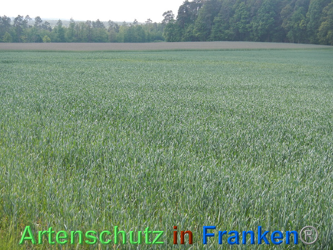 © Artenschutz in Franken® Bild zum Eintrag (1006991-160)