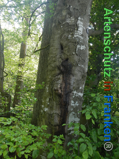 © Artenschutz in Franken® Bild zum Eintrag (1007051-160)