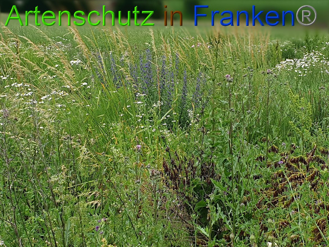 © Artenschutz in Franken® Bild zum Eintrag (1008441-160)