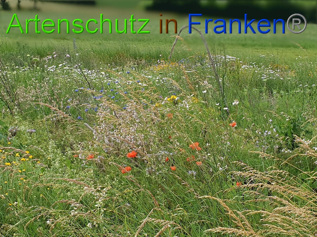 Bild zum Eintrag (1008448-160)