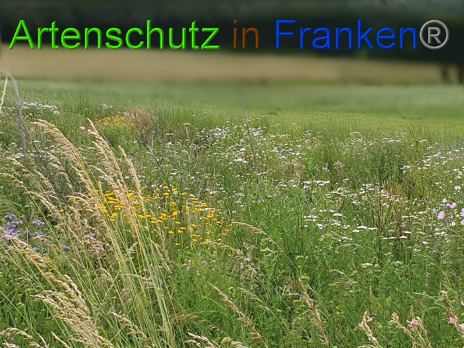 © Artenschutz in Franken® Bild zum Eintrag (1008454-160)