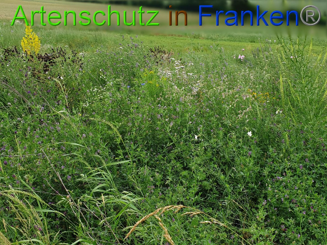 © Artenschutz in Franken® Bild zum Eintrag (1008455-160)