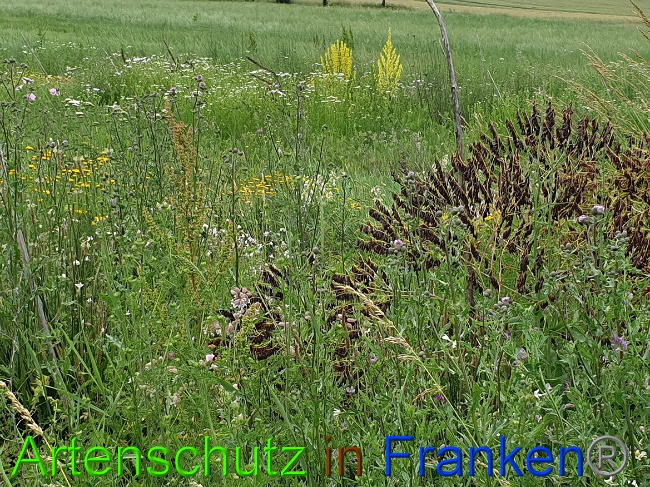 © Artenschutz in Franken® Bild zum Eintrag (1008456-160)