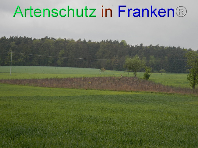 © Artenschutz in Franken® Bild zum Eintrag (1008457-160)