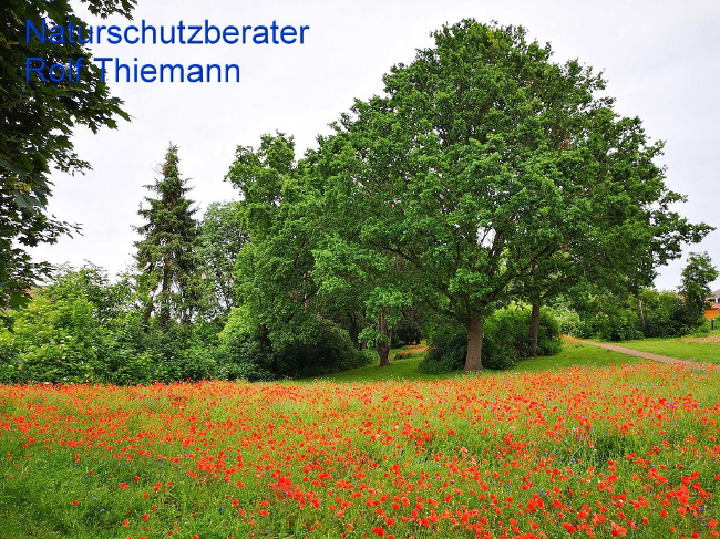 © Artenschutz in Franken® Rolf Thiemann Bild zum Eintrag (1012358-160)