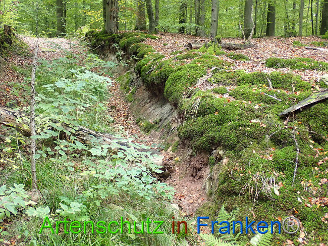 © Artenschutz in Franken® Bild zum Eintrag (1012613-160)