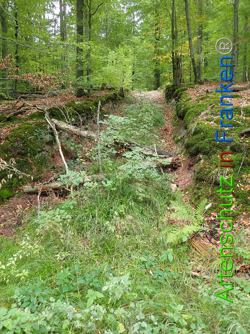 © Artenschutz in Franken® Bild zum Eintrag (1012615-160)