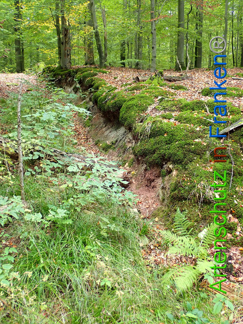 © Artenschutz in Franken® Bild zum Eintrag (1012616-160)