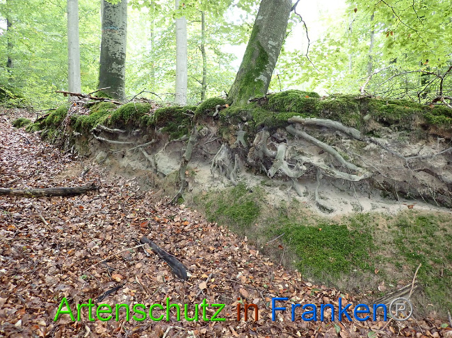 © Artenschutz in Franken® Bild zum Eintrag (1012617-160)