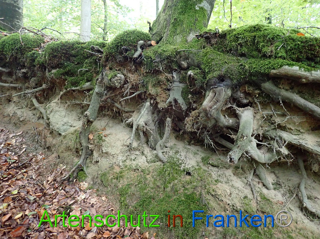 © Artenschutz in Franken® Bild zum Eintrag (1012622-160)