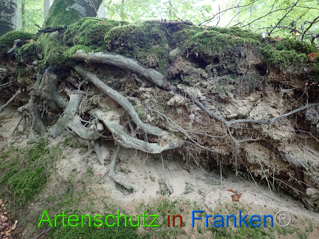 © Artenschutz in Franken® Bild zum Eintrag (1012623-160)