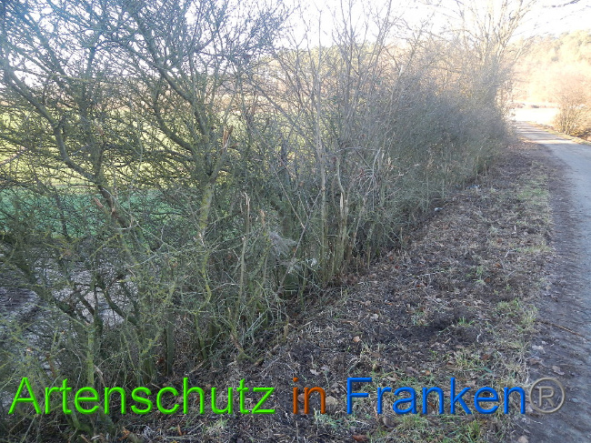 © Artenschutz in Franken® Bild zum Eintrag (1017146-160)