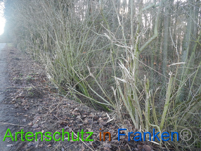 © Artenschutz in Franken® Bild zum Eintrag (1017147-160)