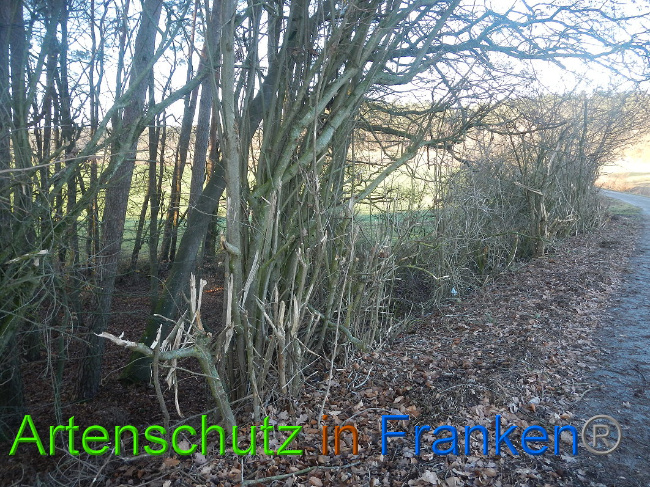 © Artenschutz in Franken® Bild zum Eintrag (1017148-160)