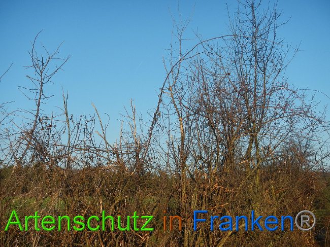 Bild zum Eintrag (1017150-160)