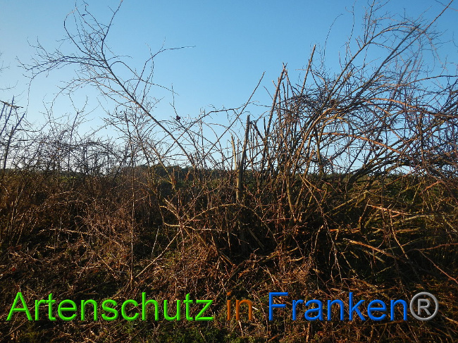 Bild zum Eintrag (1017151-160)