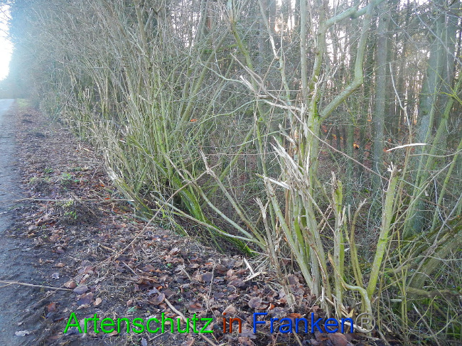© Artenschutz in Franken® Bild zum Eintrag (1017154-160)