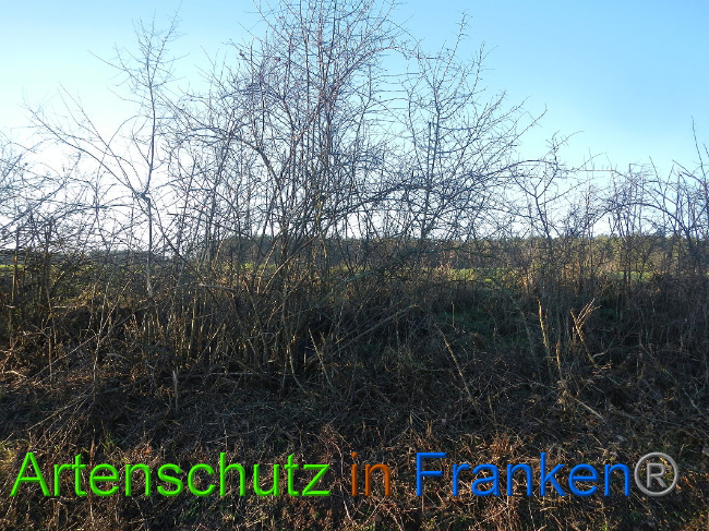 © Artenschutz in Franken® Bild zum Eintrag (1017155-160)