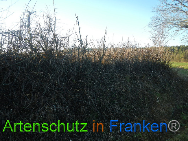 © Artenschutz in Franken® Bild zum Eintrag (1017156-160)