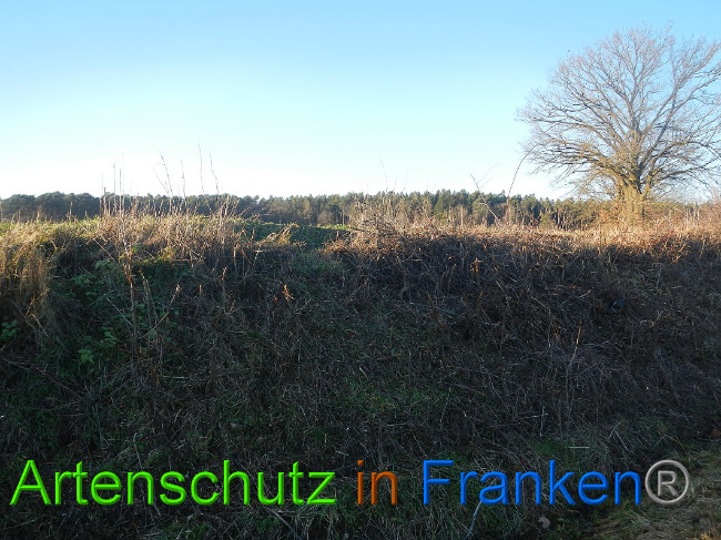 © Artenschutz in Franken® Bild zum Eintrag (1017157-160)