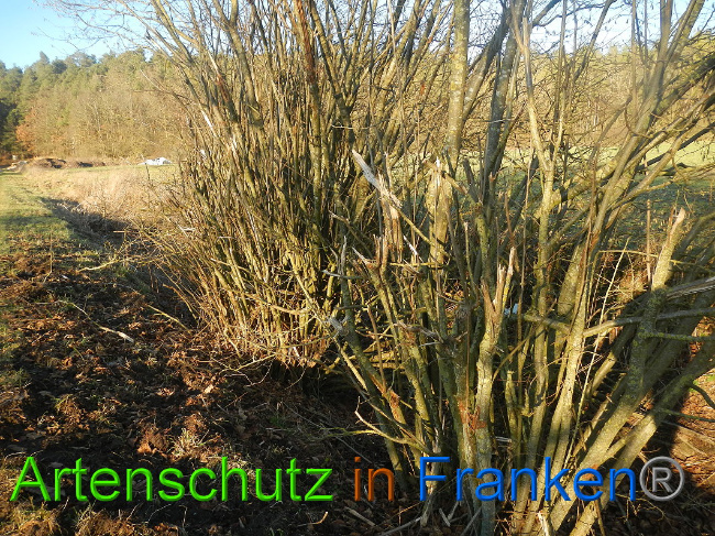 © Artenschutz in Franken® Bild zum Eintrag (1017158-160)