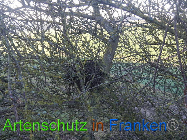 © Artenschutz in Franken® Bild zum Eintrag (1017159-160)