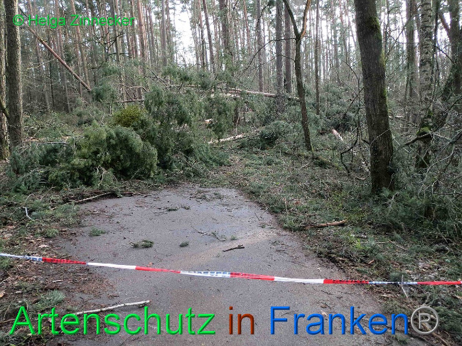 © Artenschutz in Franken® Helga Zinnecker Bild zum Eintrag (1019136-160)
