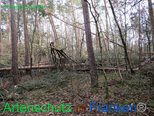© Artenschutz in Franken® Bild zum Eintrag (1019138-160)