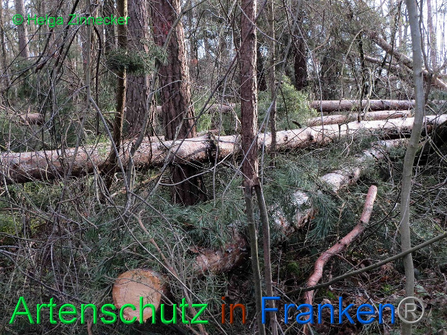 © Artenschutz in Franken® Bild zum Eintrag (1019139-160)