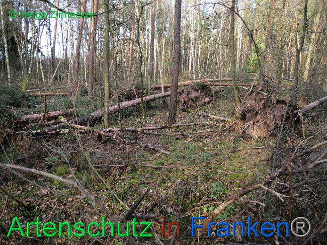 © Artenschutz in Franken® Bild zum Eintrag (1019140-160)