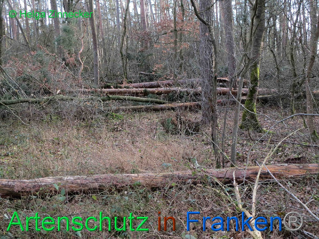 © Artenschutz in Franken® Bild zum Eintrag (1019141-160)