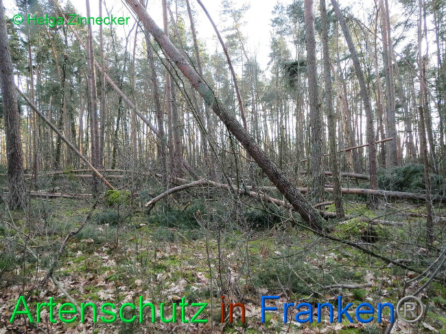 © Artenschutz in Franken® Helga Zinnecker Bild zum Eintrag (1019143-160)