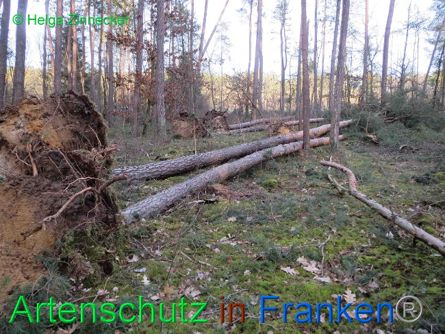 © Artenschutz in Franken® Helga Zinnecker Bild zum Eintrag (1019144-160)