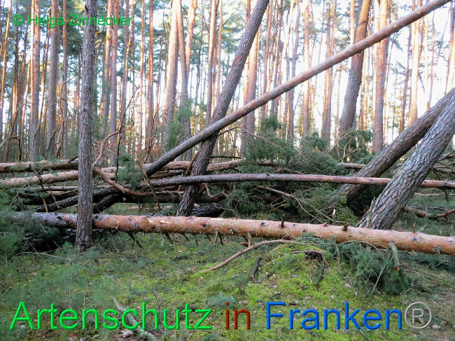 © Artenschutz in Franken® Helga Zinnecker Bild zum Eintrag (1019148-160)