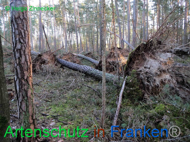 © Artenschutz in Franken® Helga Zinnecker Bild zum Eintrag (1019151-160)