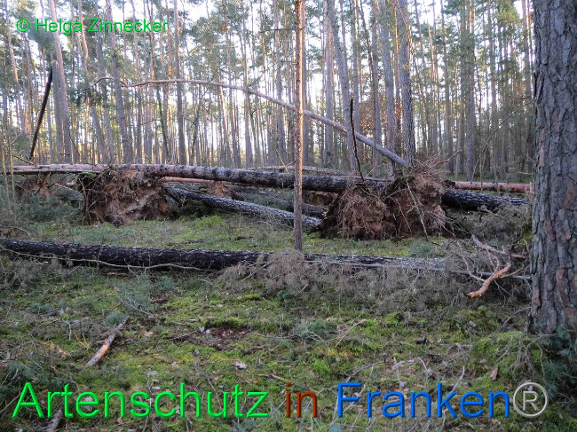 © Artenschutz in Franken® Helga Zinnecker Bild zum Eintrag (1019152-160)