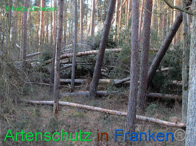 © Artenschutz in Franken® Helga Zinnecker Bild zum Eintrag (1019154-160)