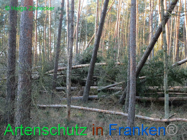 © Artenschutz in Franken® Helga Zinnecker Bild zum Eintrag (1019155-160)