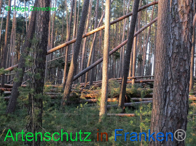 © Artenschutz in Franken® Bild zum Eintrag (1019156-160)