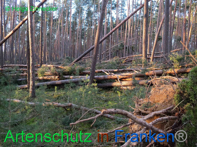 © Artenschutz in Franken® Helga Zinnecker Bild zum Eintrag (1019158-160)