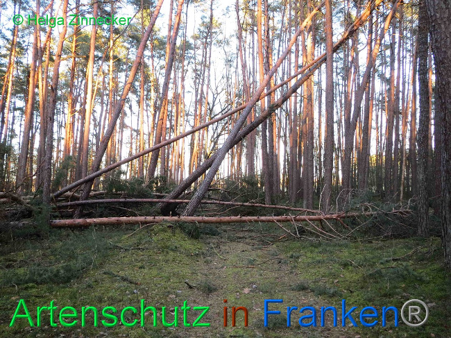 © Artenschutz in Franken® Helga Zinnecker Bild zum Eintrag (1019159-160)