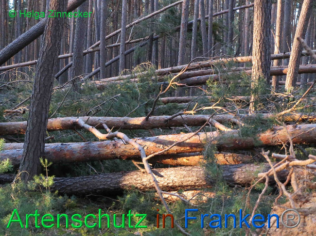 © Artenschutz in Franken® Helga Zinnecker Bild zum Eintrag (1019160-160)